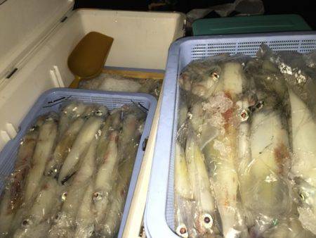 幸風(さちかぜ) 釣果