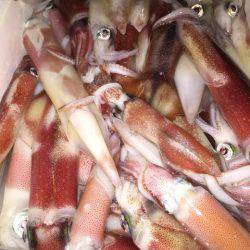 幸風(さちかぜ) 釣果