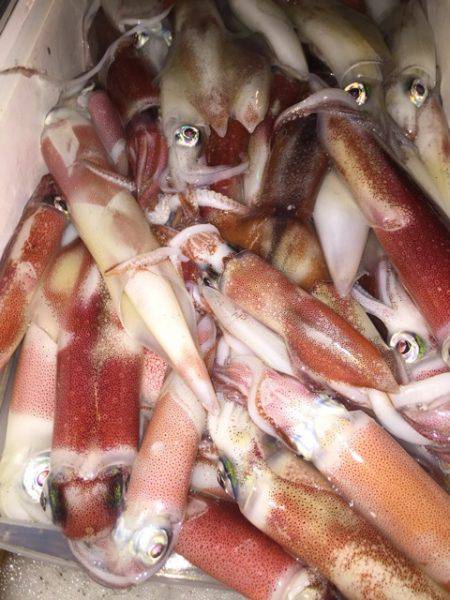 幸風（さちかぜ） 釣果