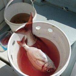 遊漁船ブルーウッズ 釣果