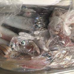 幸風(さちかぜ) 釣果