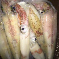 幸風（さちかぜ） 釣果