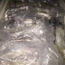 幸風(さちかぜ) 釣果