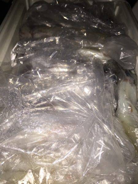 幸風(さちかぜ) 釣果