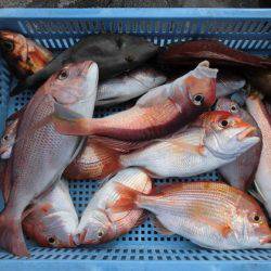 大進丸(新潟) 釣果