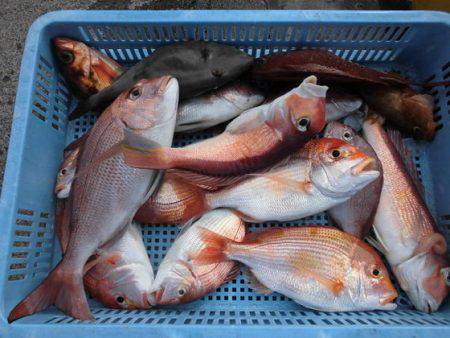 大進丸（新潟） 釣果