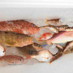 大進丸(新潟) 釣果