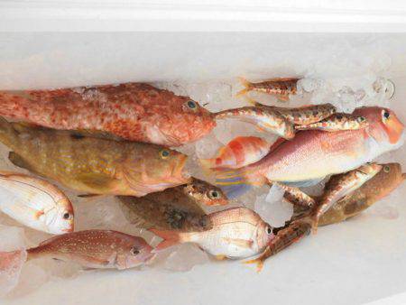 大進丸(新潟) 釣果