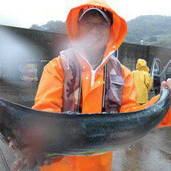 大進丸(新潟) 釣果