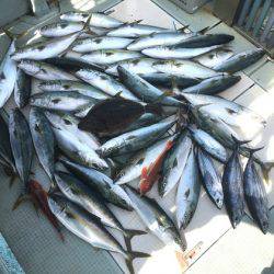 ふじしめ丸 釣果