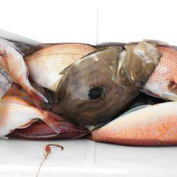 大進丸(新潟) 釣果