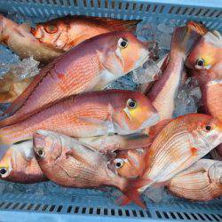 大進丸(新潟) 釣果