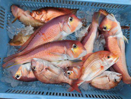 大進丸（新潟） 釣果