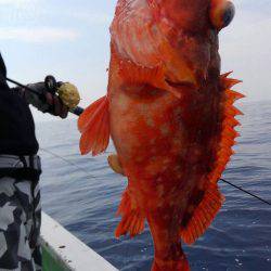 遊漁船 新鋭丸 釣果