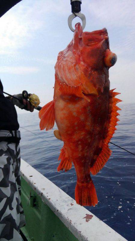 遊漁船 新鋭丸 釣果