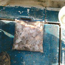 フィッシングガイド りょう 釣果