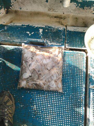 フィッシングガイド りょう 釣果