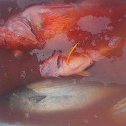 遊漁船 新鋭丸 釣果