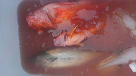 遊漁船 新鋭丸 釣果