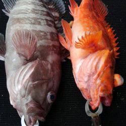 遊漁船 新鋭丸 釣果