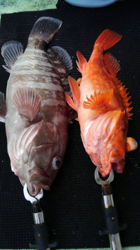 遊漁船 新鋭丸 釣果