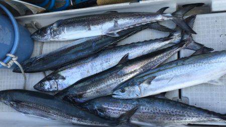 オーシャンズ 釣果