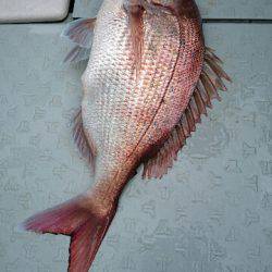 遊漁船ブルーウッズ 釣果