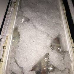 幸風(さちかぜ) 釣果