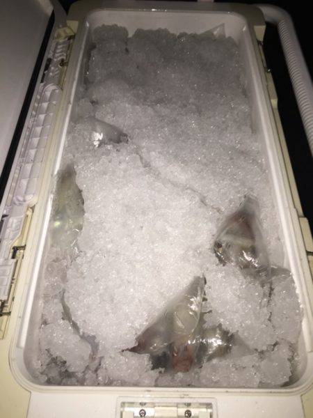 幸風(さちかぜ) 釣果