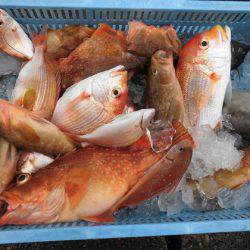 大進丸(新潟) 釣果