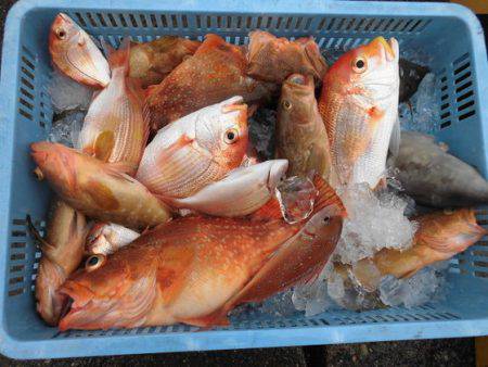 大進丸(新潟) 釣果