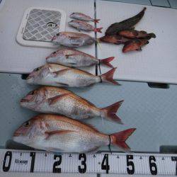 遊漁船 幸友丸 釣果