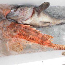 大進丸（新潟） 釣果