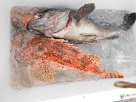 大進丸（新潟） 釣果