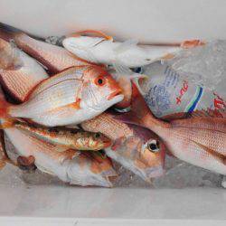 大進丸(新潟) 釣果