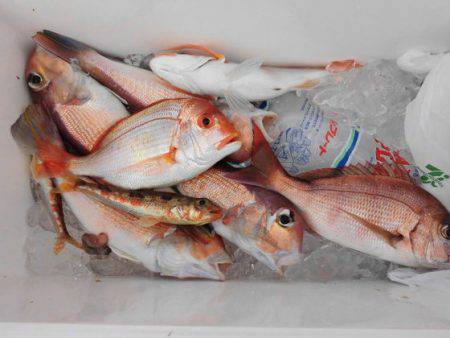 大進丸(新潟) 釣果