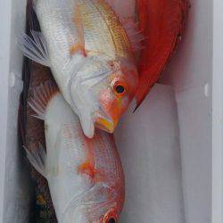 遊漁船 新鋭丸 釣果