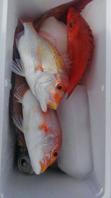 遊漁船 新鋭丸 釣果