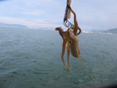 遊漁船 幸友丸 釣果