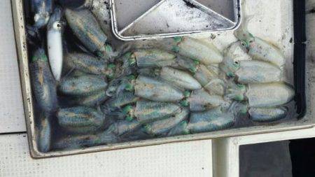 フィッシングガイド りょう 釣果