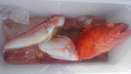 遊漁船 新鋭丸 釣果