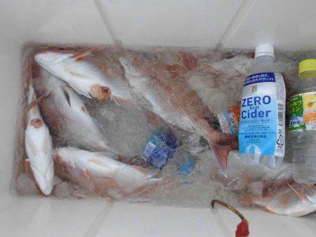 大進丸(新潟) 釣果