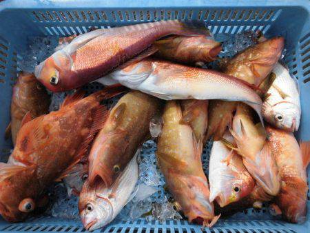 大進丸(新潟) 釣果