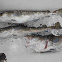 大進丸（新潟） 釣果