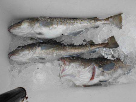 大進丸（新潟） 釣果