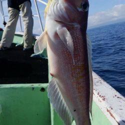 遊漁船 新鋭丸 釣果