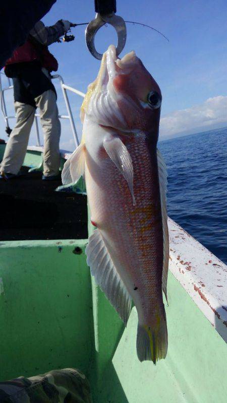 遊漁船 新鋭丸 釣果