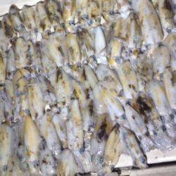 オーシャンズ 釣果