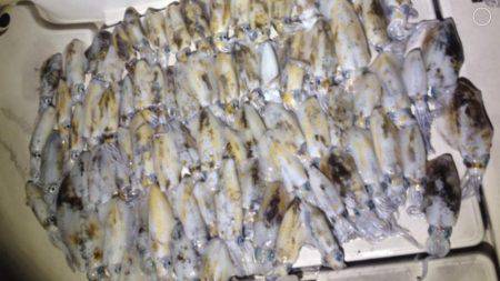 オーシャンズ 釣果