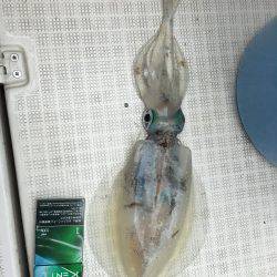 オーシャンズ 釣果